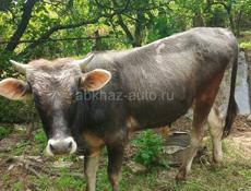 Продаю бычка 1год 