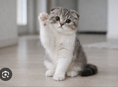 Возьму вислоухого котенка