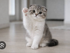 Возьму вислоухого котенка