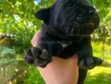 Щенки Кане-корсо Метисы 