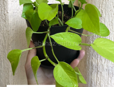 Комнатные цветы