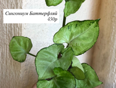 Комнатные цветы