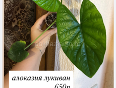 Комнатные цветы