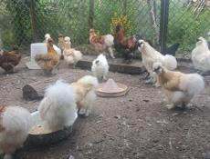Продам кур