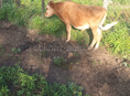 Бык 🐂 Корова 🐄 Козы 🐐 