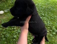 Кане-корсо 