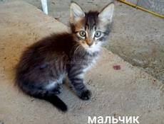 Отдаются котятки 