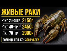 🦞 ЖИВЫЕ РАКИ 🦞 
