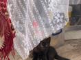 Котята ищут дом