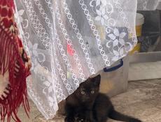 Котята ищут дом