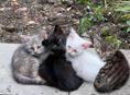 Отдам котят
