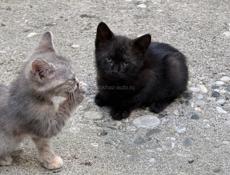 Отдам котят