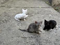 Отдам котят
