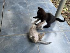 Отдам котят