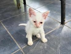 Отдам котят