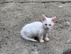 Отдам котят