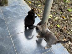 Отдам котят