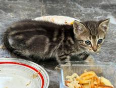 Отдам котят