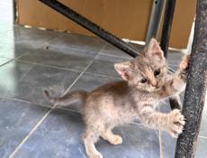 Отдам котят