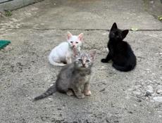 Отдам котят