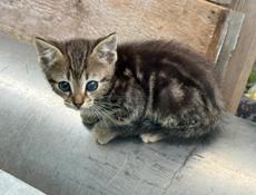 Отдам котят
