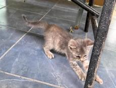 Отдам котят