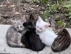 Отдам котят