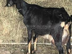 Продажа козы
