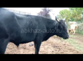 Продаётся бык 150 килограмм 
