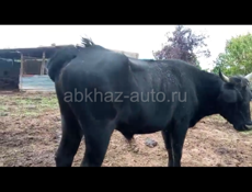 Продаётся бык 150 килограмм 