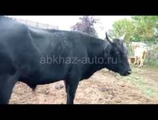 Продаётся бык 150 килограмм 