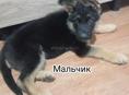 Немецкая овчарка