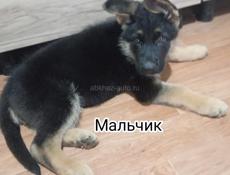 Немецкая овчарка