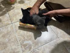 Отдам котят