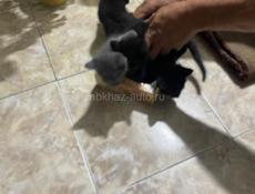 Отдам котят 