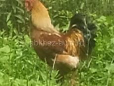 Продам породистого петуха