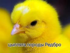 Цыплята породы Редбро, Гризбар и голошейка 