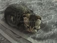 Отдадим в добрые руки 