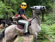 Продаю лошадь 