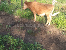 Козы 🐐 бычки Коровы 🐄 