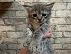 Продам котенка серого с узорами мальчик 