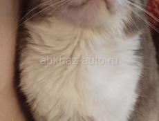 Шотландский вислоухий