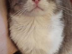 Шотландский вислоухий