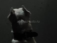 Щенки