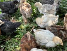 Продаются месячные цыплята помесь брамма плимутрок и ломан Браун 300р +79407263285ватсап +79409517293мобильная связь 