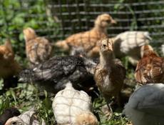 Продаются месячные цыплята помесь брамма плимутрок и ломан Браун 300р +79407263285ватсап +79409517293мобильная связь 