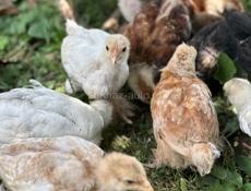Продаются месячные цыплята помесь брамма плимутрок и ломан Браун 300р +79407263285ватсап +79409517293мобильная связь 