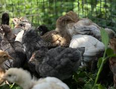 Продаются месячные цыплята помесь брамма плимутрок и ломан Браун 300р +79407263285ватсап +79409517293мобильная связь 