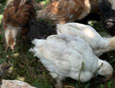 Продаются месячные цыплята помесь брамма плимутрок и ломан Браун 300р +79407263285ватсап +79409517293мобильная связь 