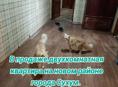 В продаже двух кв . Аргун 33 . Д, В собственность 